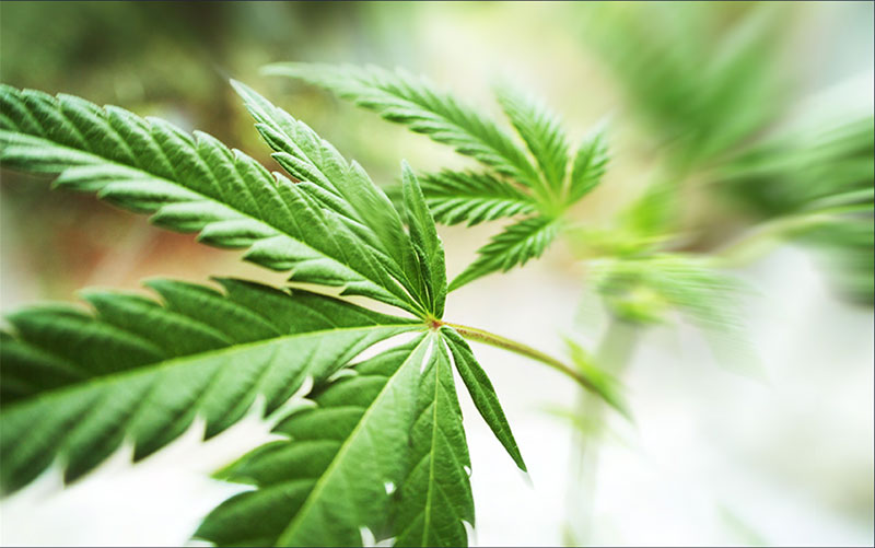 VA’s New Marijuana Laws: Explained